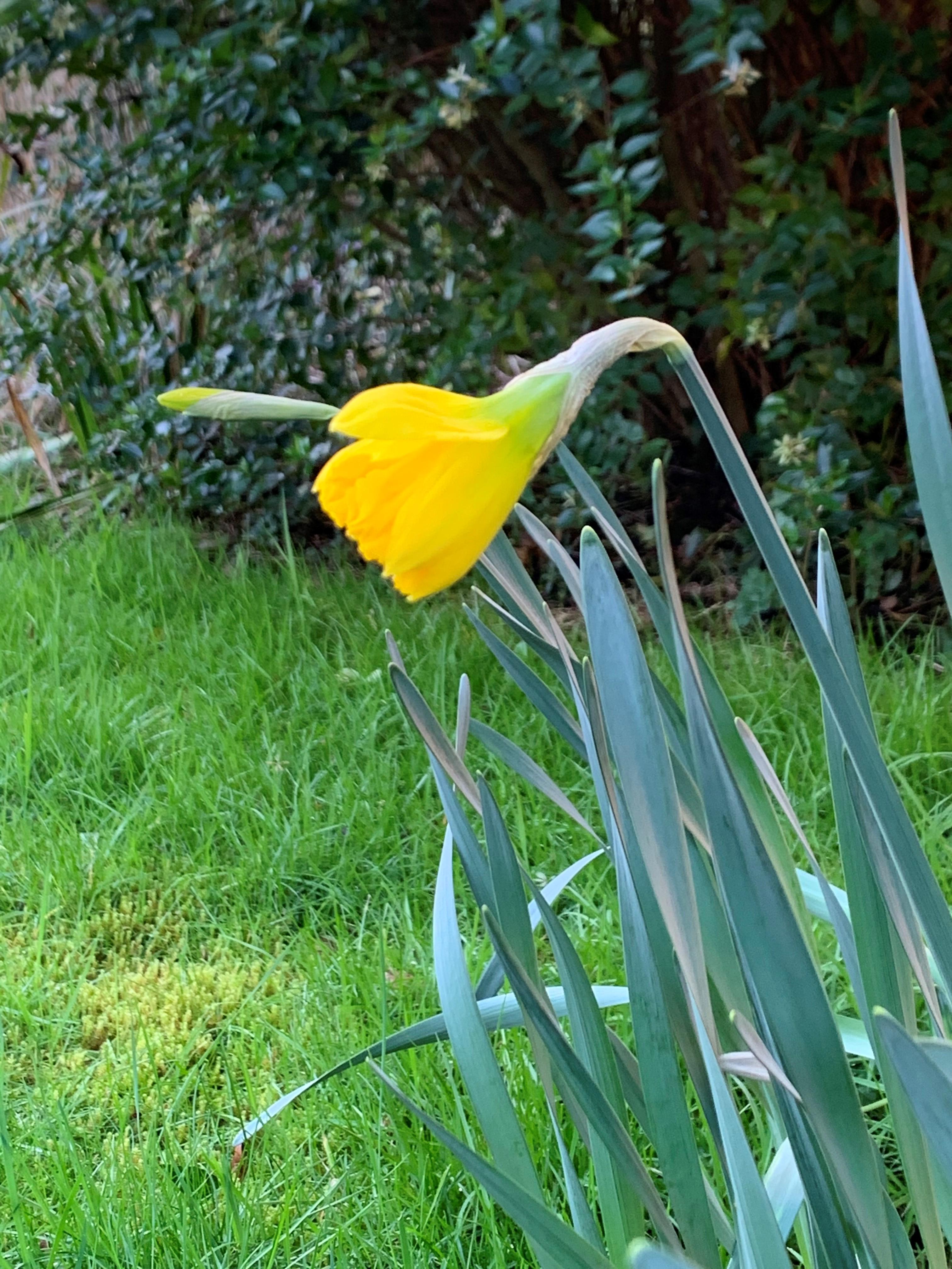New daffodils in my garden are giving me hope - what's making you smile?